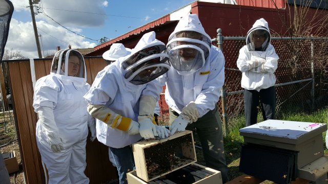 Hands On Class - Installing Bees 1 (2).jpg